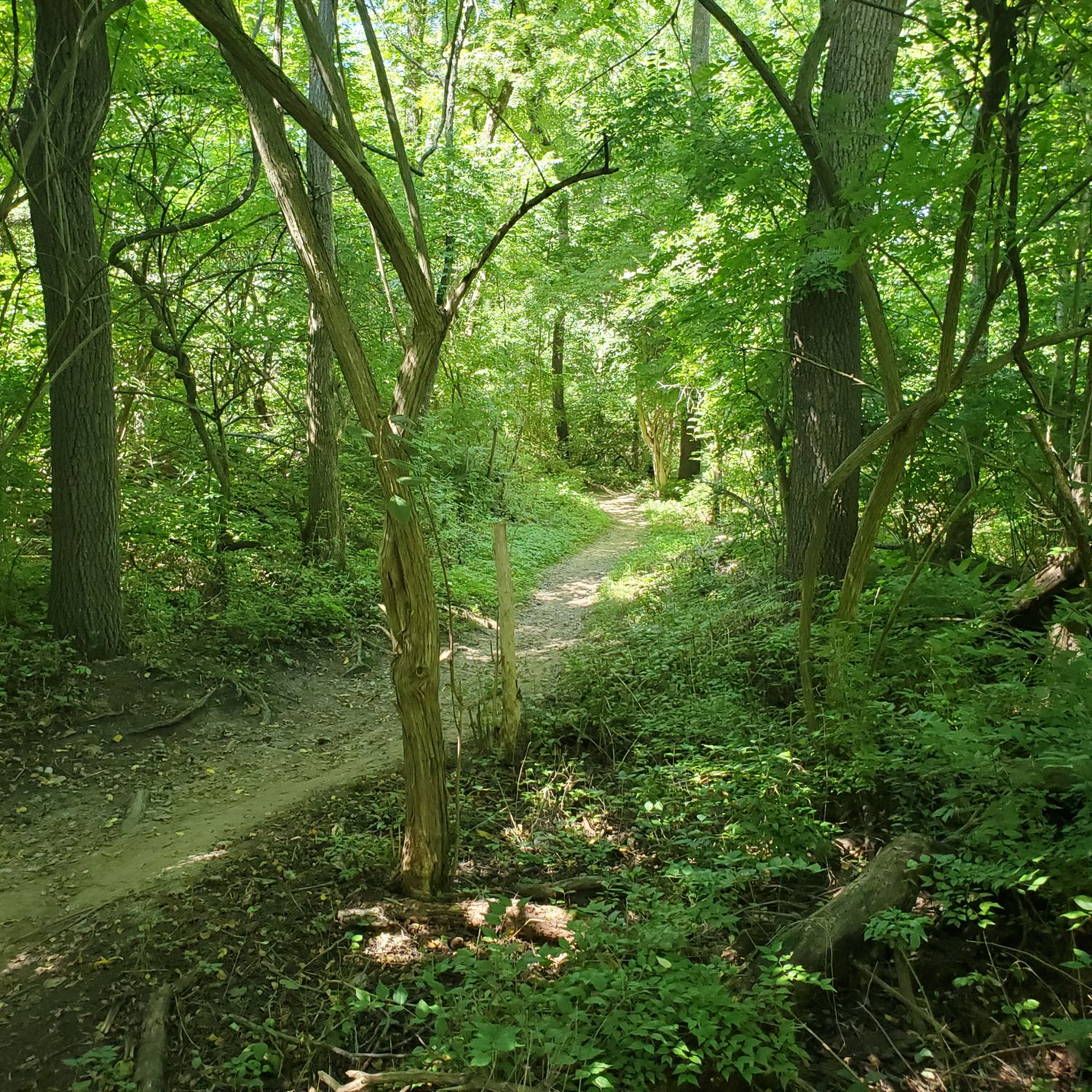 Orange Palos Trail 